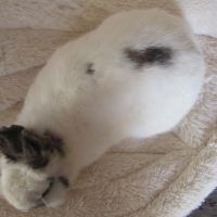 Jeune lapin nain femelle #3