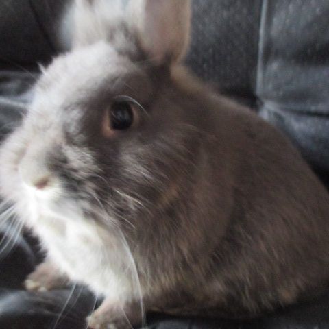 Jeune lapin nain mâle #1