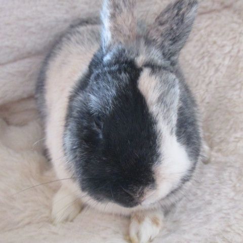 Jeune lapin nain mâle ou femelle