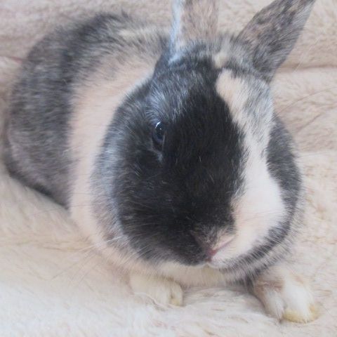 Jeune lapin nain mâle #2