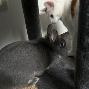 Jeune lapin nain mâle #3