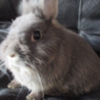 Jeune lapin nain mâle #1