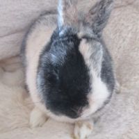 Jeune lapin nain mâle ou femelle