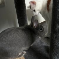 Jeune lapin nain mâle #3