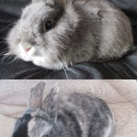 Jeune lapin nain mâle