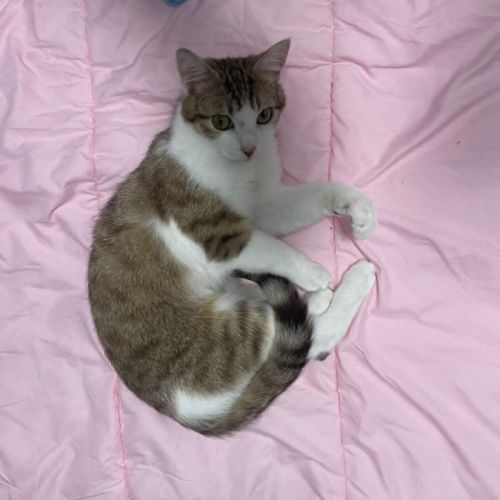 Louna une jolie minette qui vous fera fondre #2