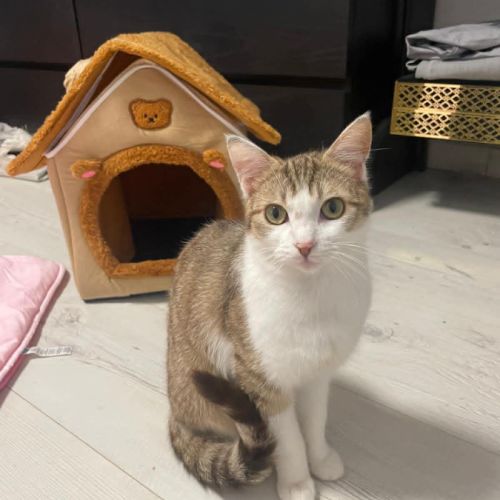 Louna une jolie minette qui vous fera fondre #4