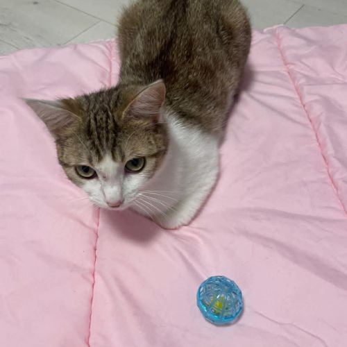 Louna une jolie minette qui vous fera fondre #6
