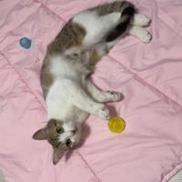 Louna une jolie minette qui vous fera fondre #7