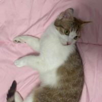Louna une jolie minette qui vous fera fondre #8