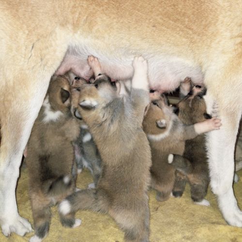 Chiots akita inu lof (derniers !) #1