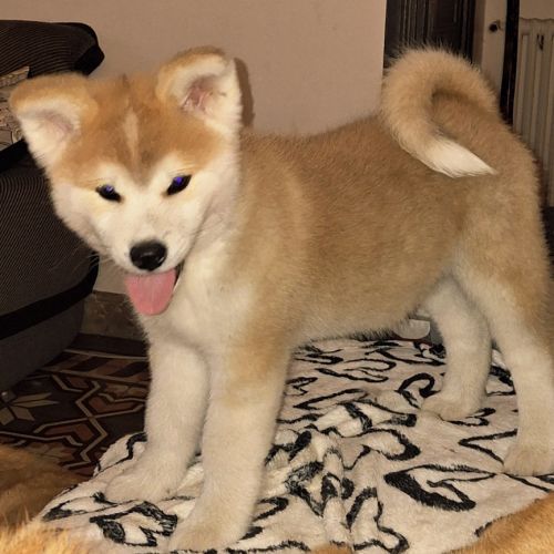 Chiots akita inu lof (derniers !) #2