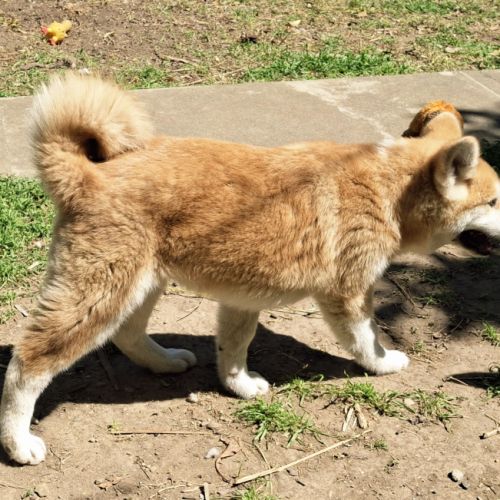 Chiots akita inu lof (derniers !) #0