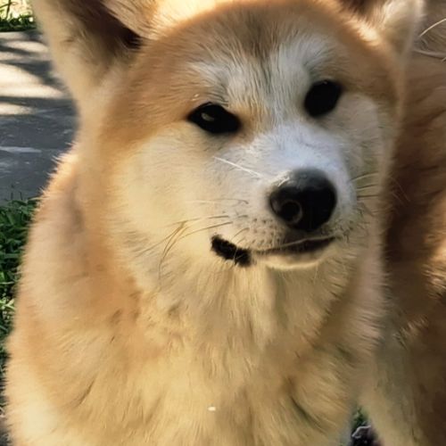 Chiots akita inu lof (derniers !) #4