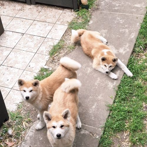 Chiots akita inu lof (derniers !) #7