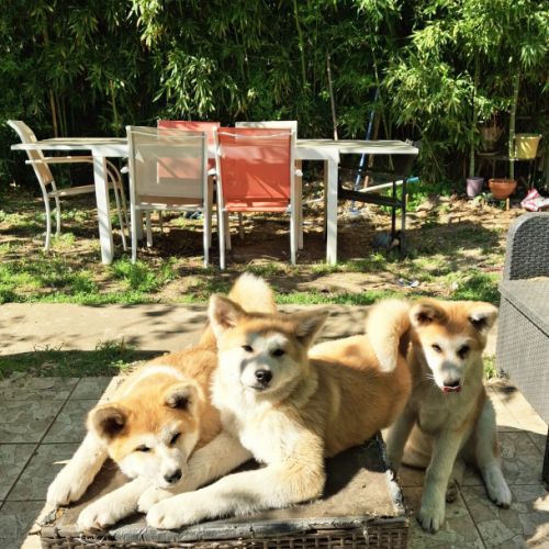 Chiots akita inu lof (derniers !) #8