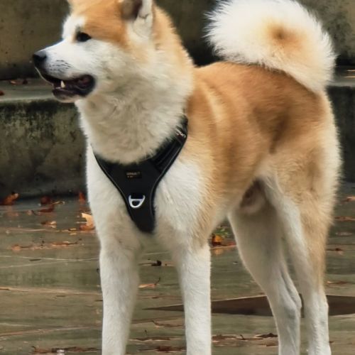 Chiots akita inu lof (derniers !) #10