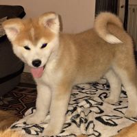Chiots akita inu lof (derniers !) #2