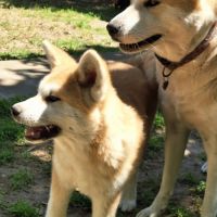 Chiots akita inu lof (derniers !) #5