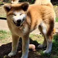 Chiots akita inu lof (derniers !) #6