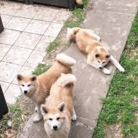 Chiots akita inu lof (derniers !) #7