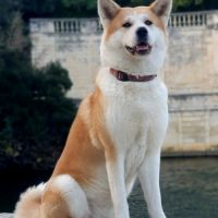 Chiots akita inu lof (derniers !) #9