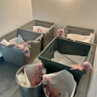 Perroquet cacatoès rosalbin eam à réservé