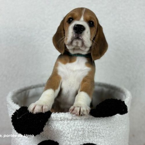 Chiot beagle tricolore lof - portée de upsa #1