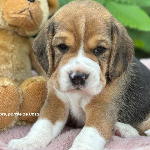 Chiot beagle tricolore lof - portée de upsa #0