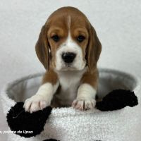 Chiot beagle tricolore lof - portée de upsa #2