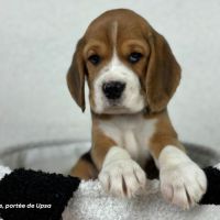 Chiot beagle tricolore lof - portée de upsa
