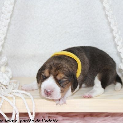 Chiots beagle lof à vendre - portée de vedette #1