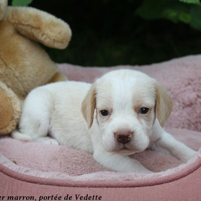 Chiots beagle lof à vendre - portée de vedette