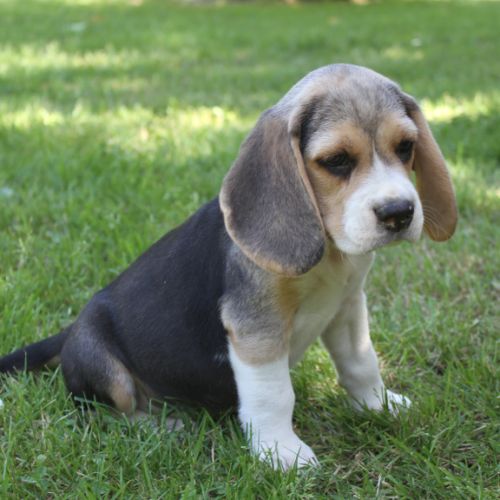 Chiots beagle lof à vendre - portée de vedette