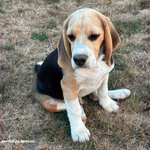 Chiot beagle lof à vendre - portée de vedette #0