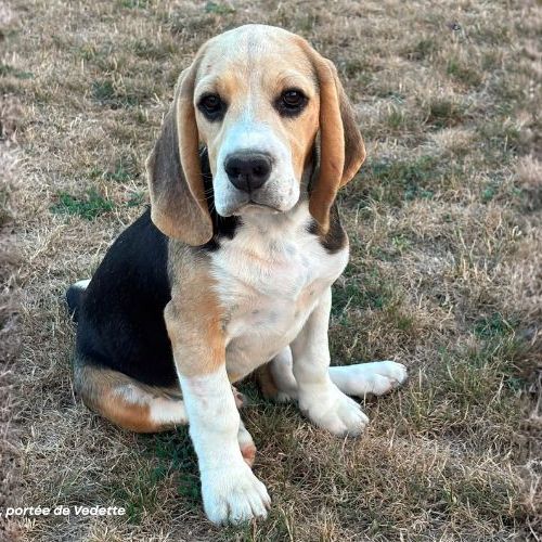 Chiot beagle lof à vendre - portée de vedette #2
