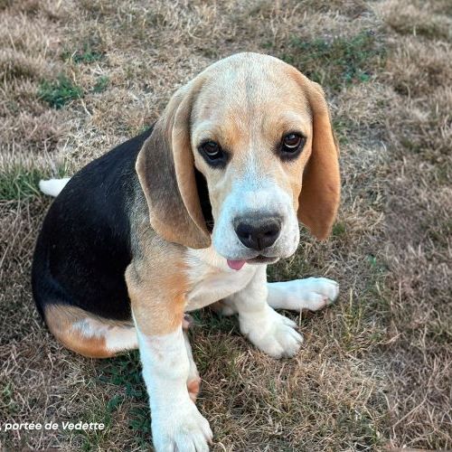 Chiot beagle lof à vendre - portée de vedette #3