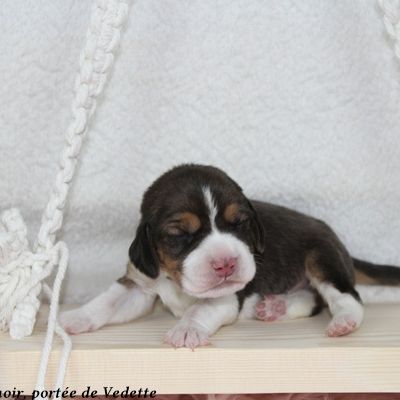 Chiots beagle lof à vendre - portée de vedette #2