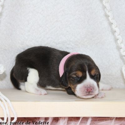 Chiots beagle lof à vendre - portée de vedette #0