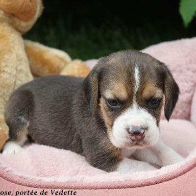 Chiots beagle lof à vendre - portée de vedette