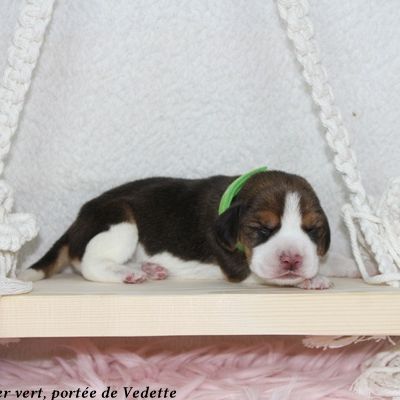 Chiots beagle lof à vendre - portée de vedette #4