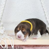 Chiots beagle lof à vendre - portée de vedette #1