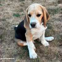 Chiot beagle lof à vendre - portée de vedette