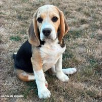 Chiot beagle lof à vendre - portée de vedette #2