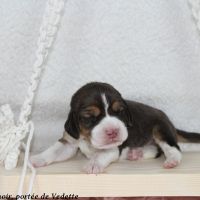 Chiots beagle lof à vendre - portée de vedette #2