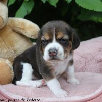 Chiots beagle lof à vendre - portée de vedette #1