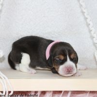 Chiots beagle lof à vendre - portée de vedette