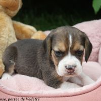 Chiots beagle lof à vendre - portée de vedette