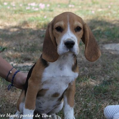 Chiots beagle lof à vendre - portée de tina #1