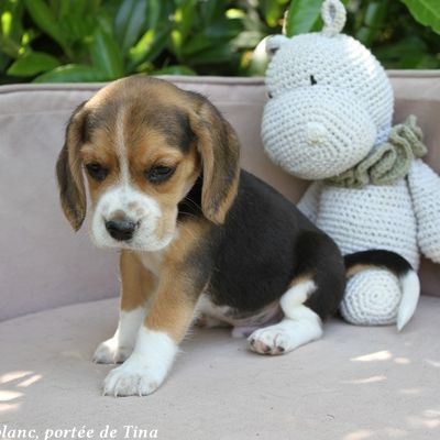 Chiots beagle lof à vendre - portée de tina